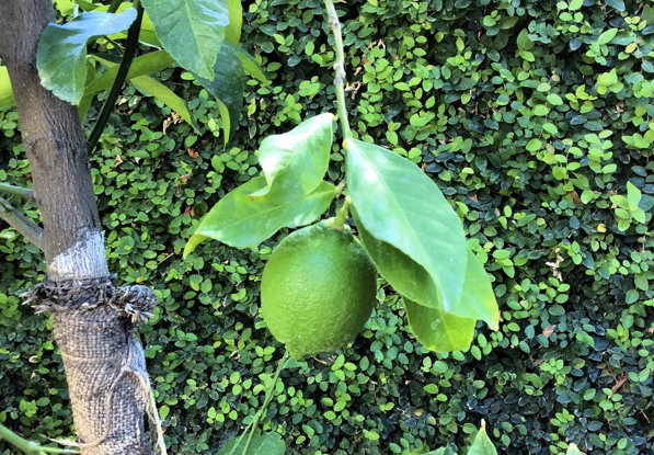 Start your day right – with Salt & Lime Water