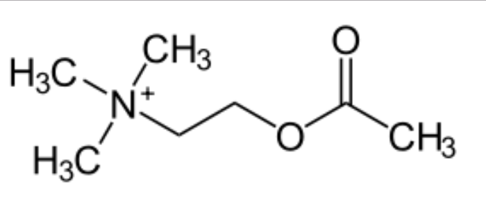 Acetylcholin – Der Neurotransmitter für Speed & Muskelkontraktion