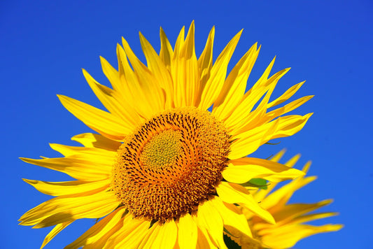 #65 - Sojalecithin, Sonnenblumenlecithin und Seed Oils – was ist wirklich relevant?