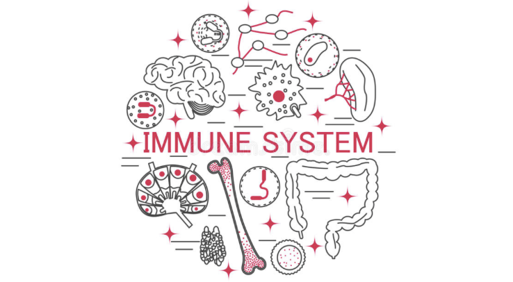 The Immune System & Muscular Hypertrophy