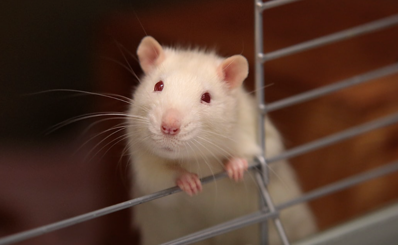 Was uns der Trizeps von Ratten über science-based Training lehrt