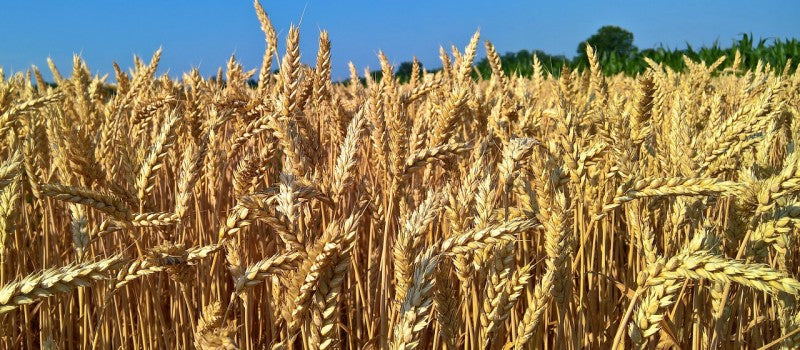 Gluten is not bad for you…