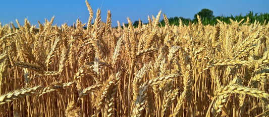 Gluten is not bad for you…
