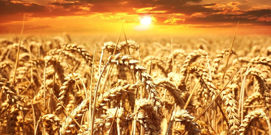 Gluten Sensitivity – Why the Tests are often wrong